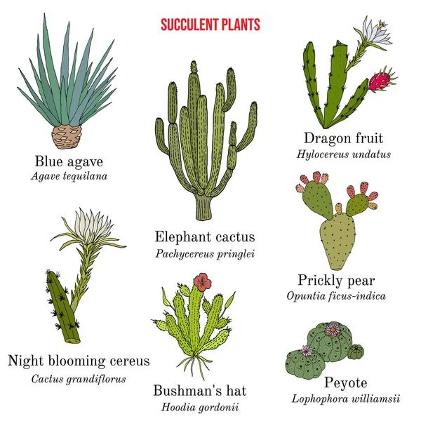 Collection de plantes succulentes médicinales et comestibles — Image vectorielle