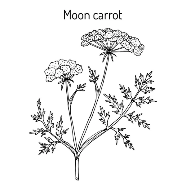 Moon carrot Seseli libanotis , or mountain stone-parsley — Stok Vektör