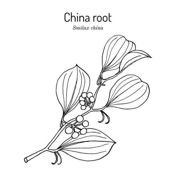 Çin kökü Smilax china, tıbbi bitki — Stok Vektör