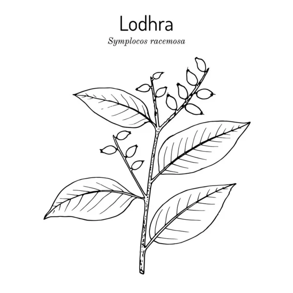 Lodhra Symplocos Racemosa, tıbbi bitki — Stok Vektör