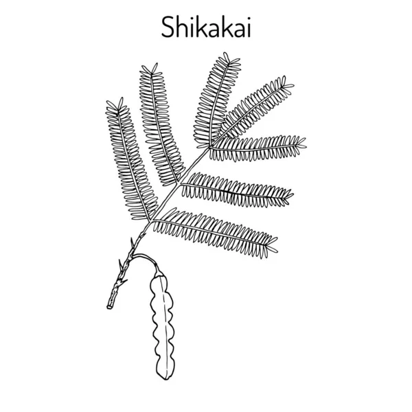 Shikakai acacia concinna, o pompones de jabón, saptala, planta medicinal — Vector de stock
