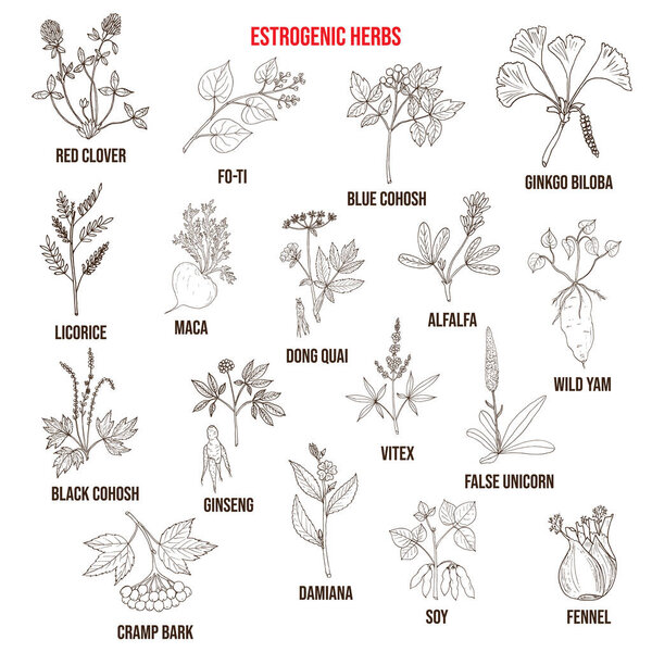 Best estrogenic herbs collection