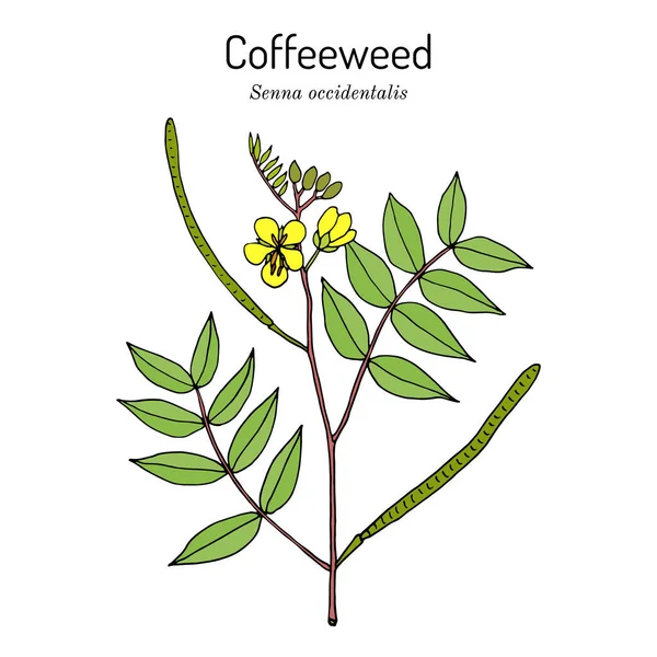 Mauvaise herbe à café, ou café-senna, Senna occidentalis, plante médicinale — Image vectorielle