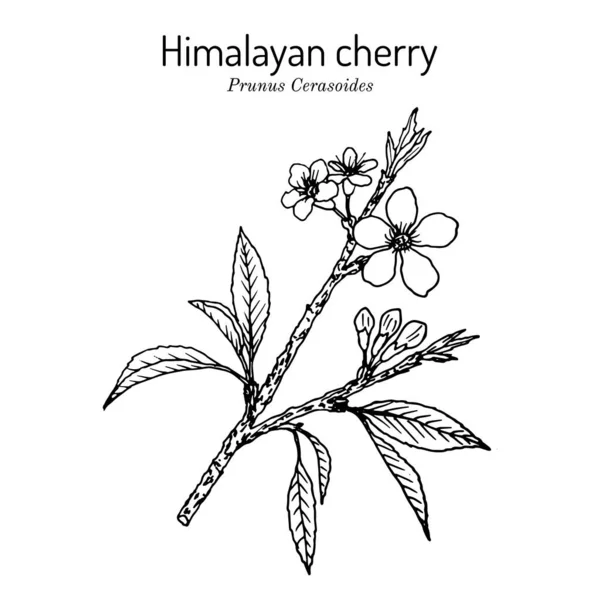 Ιμαλαΐων ή βύσσινου Prunus cerasoides, φαρμακευτικό φυτό — Διανυσματικό Αρχείο