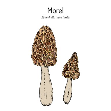 Morel Morchella esculenta, yenilebilir mantar.