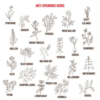 Best antispasmodic herbs collection clipart