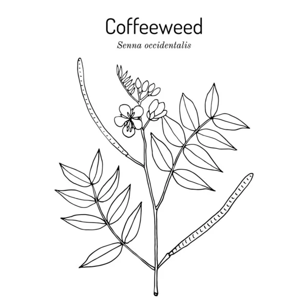 咖啡杂草，或咖啡森那，西洋参，药用植物 — 图库矢量图片