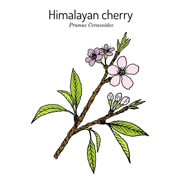 Ιμαλαΐων ή βύσσινου Prunus cerasoides, φαρμακευτικό φυτό — Διανυσματικό Αρχείο