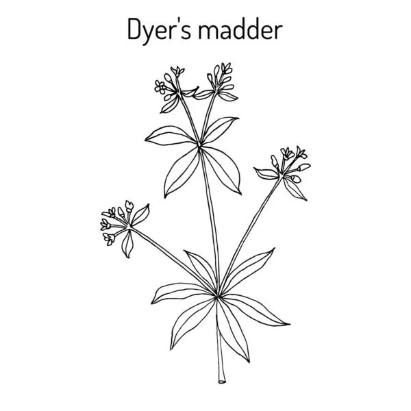 Dyer s madder rubia tinctorum, planta medicinal — Vector de stock