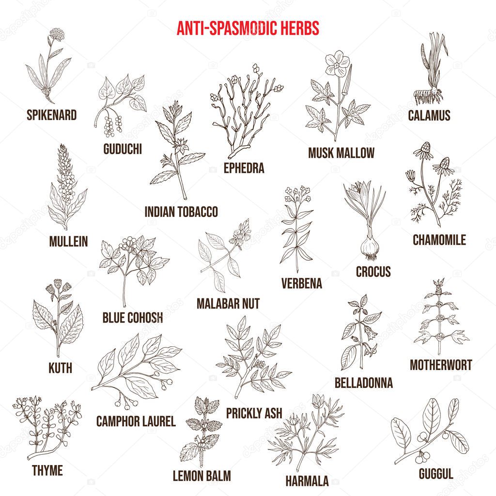 Best antispasmodic herbs collection
