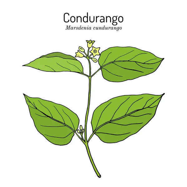 Condurango Marsdenia cundurango，药用植物 — 图库矢量图片