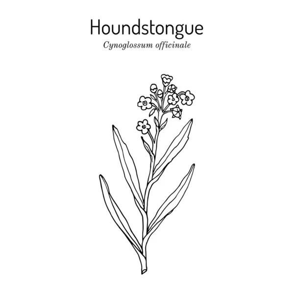 Sandstein Cynoglossum officinale, Heilpflanze — Stockvektor