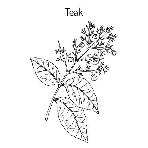 Tectona grandis, árbol de teca, planta medicinal — Vector de stock
