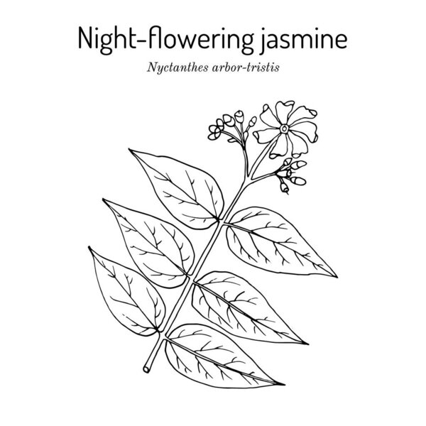 Night-flowering jasmine, nyctanthes arbor-tristis , medicinal plant