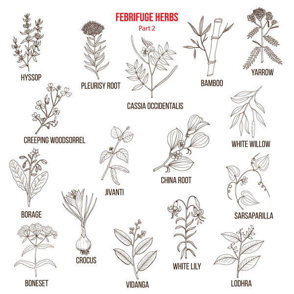 Коллекция трав фебрифуги. Часть 2