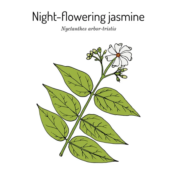 夜咲きのジャスミン、ニンジン｜arbor-tristis 、薬用植物 — ストックベクタ