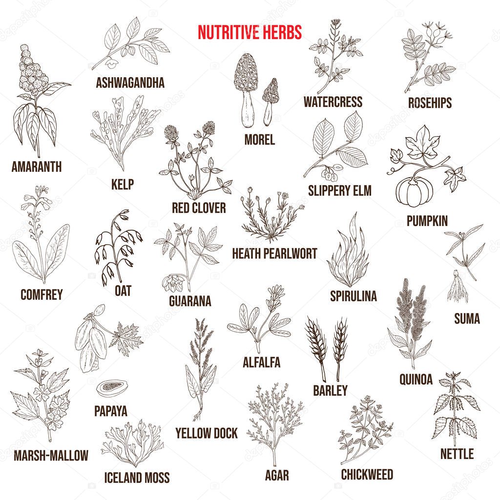 Best nutritive herbs set