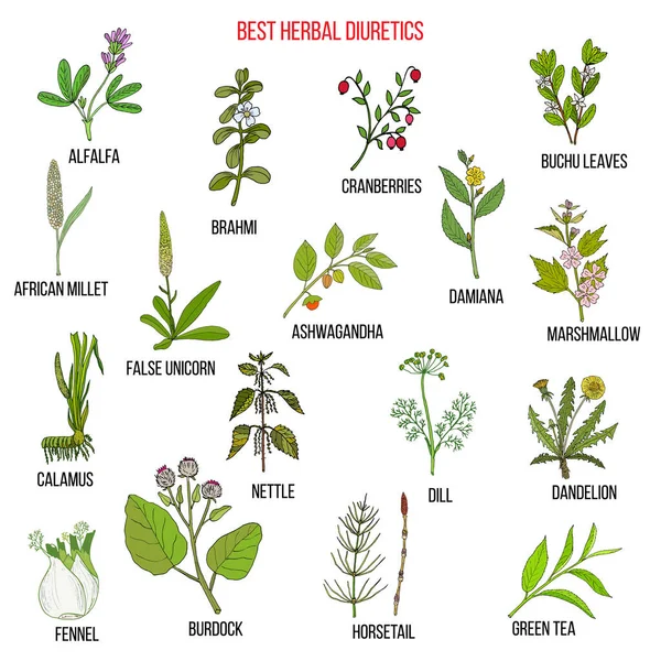 Meilleur ensemble d'herbes diurétiques — Image vectorielle