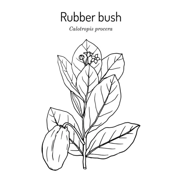 Rubber bush Calotropis procera , medicinal plant — Stock Vector