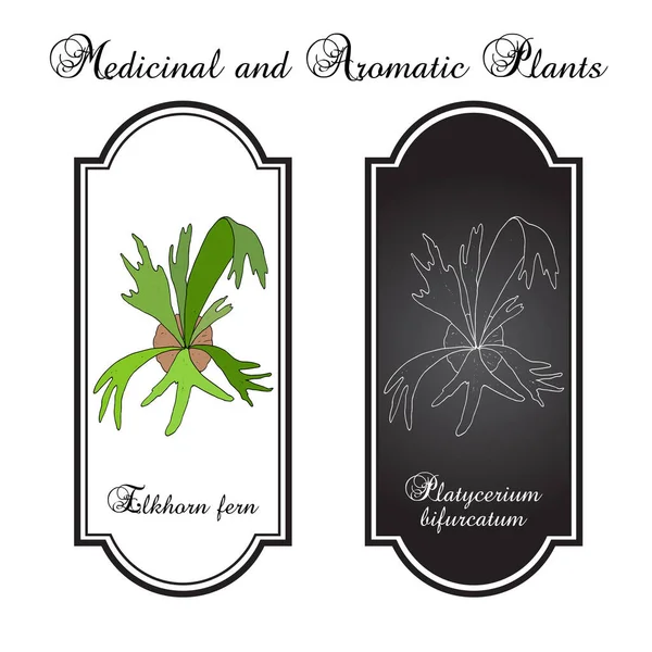 Helecho staghorn o elkhorn Platycerium bifurcatum, planta ornamental y medicinal — Vector de stock