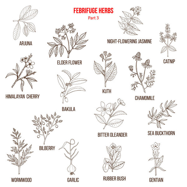 Коллекция трав фебрифуги. Часть 3