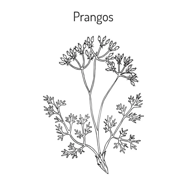 Prangos acaulis ilaç fabrikası — Stok Vektör