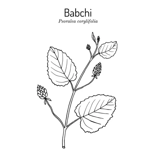 Babchi Psoralea corylifolia , medicinal plant — Stock Vector