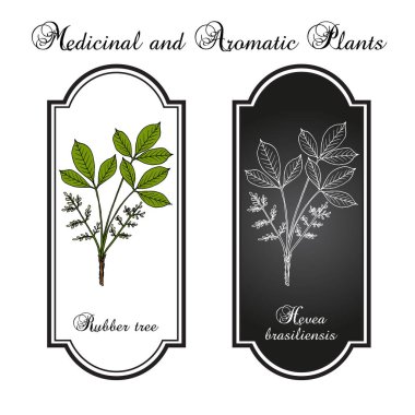 Kauçuk ağacı hevea brasiliensis 