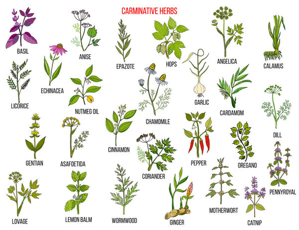 Carminative herbs. Hand drawn vector set