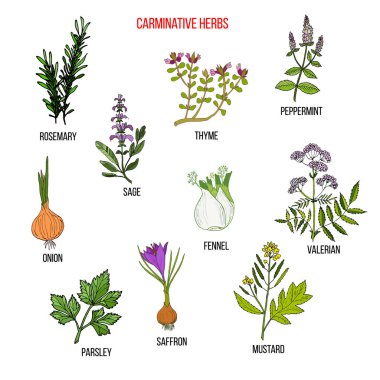 Karminatif bitkiler. El çizimi vektör kümesi