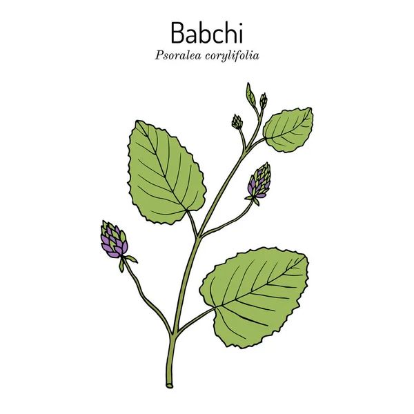 Babchi Psoralea corylifolia, planta medicinal — Vetor de Stock