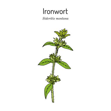 Ironwort Sideritis Montana ya da dağ çayı.