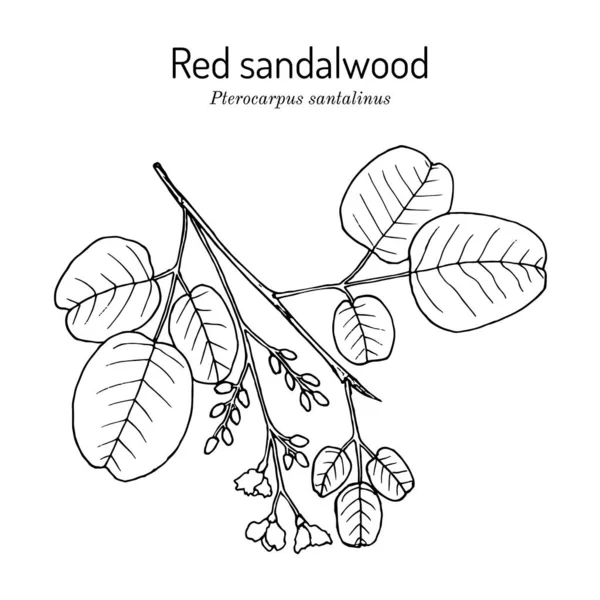 Красная сандаловая древесина Птерокарпус Санталин, лекарственное растение — стоковый вектор