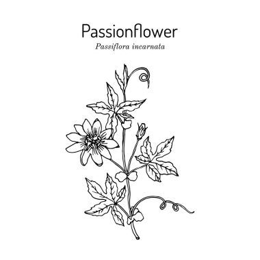 Mor tutku çiçeği Passiflora incarnata, tıbbi bitki.