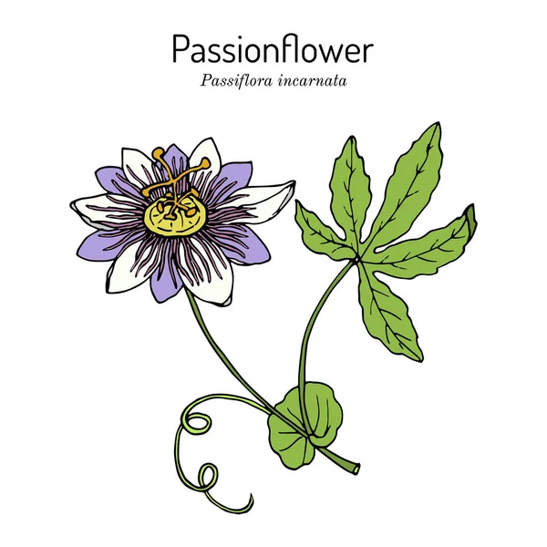 Paarse passiebloem Passiflora incarnata, medicinale plant — Stockvector