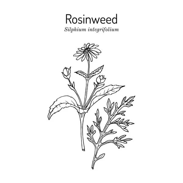 Rosinweed Silphium integrifolium, tıbbi bitki — Stok Vektör