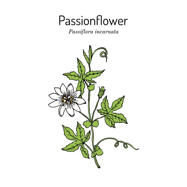 Purple passionflower Passiflora incarnata , medicinal plant — Stock Vector