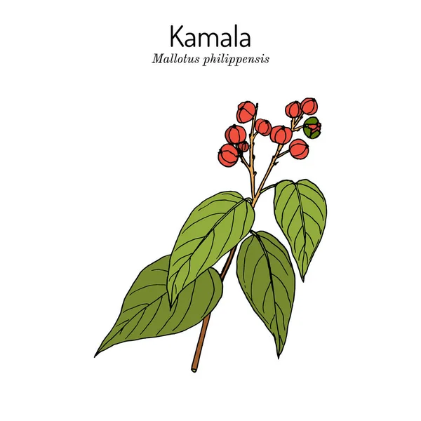 Kamala árbol Mallotus philippensis, planta medicinal — Vector de stock
