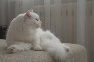 beyaz kabarık homemade kedi kanepede oturan