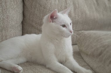 Beyaz Saray kedi kanepede yalan