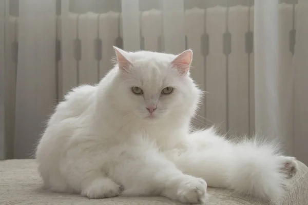 Beyaz Kabarık Homemade Kedi Kanepede Oturan — Stok fotoğraf