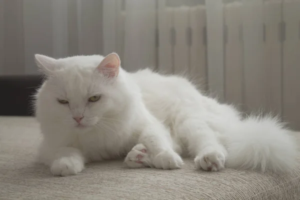 Weiße Hauskatze Liegt Auf Der Couch — Stockfoto