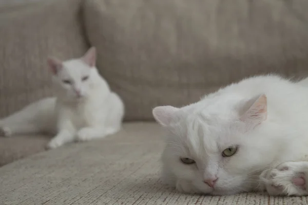 Deux Chats Domestiques Blancs Sont Couchés Sur Canapé — Photo