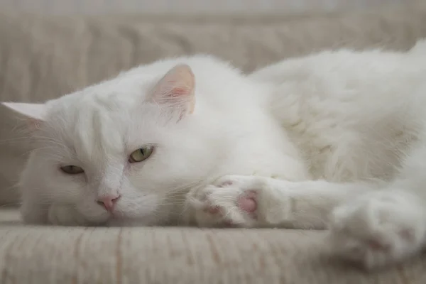 Álmos Fehér Macska Álmosság — Stock Fotó