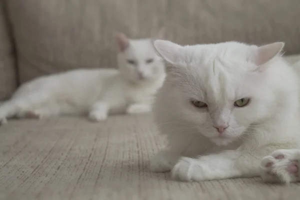 Deux Chats Domestiques Blancs Sont Couchés Sur Canapé — Photo