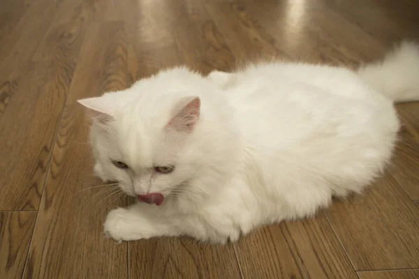 White Homemade Cat Washing — стоковое фото