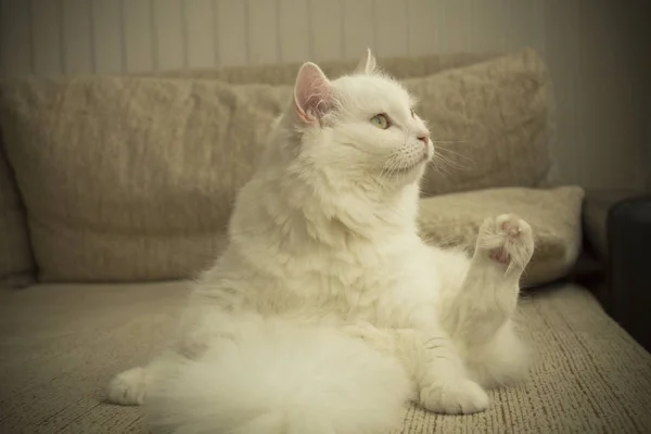 Weiße Flauschige Hausgemachte Katze Sitzt Auf Der Couch — Stockfoto