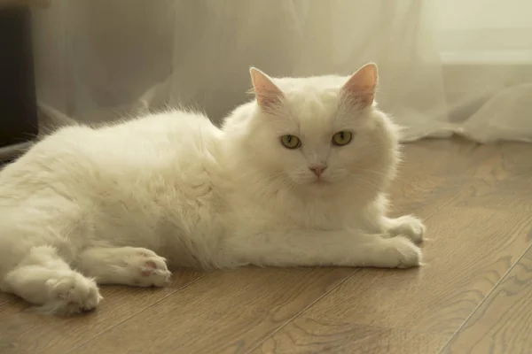 Gato Peludo Blanco Yace Suelo —  Fotos de Stock