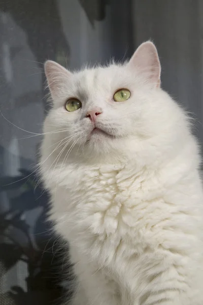 Ritratto Gatto Della Casa Bianca Primo Piano — Foto Stock