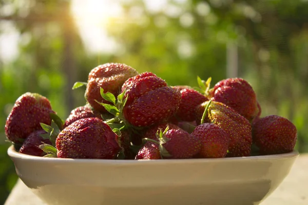 Bowl Strawberries Nature Background — Stock Photo, Image